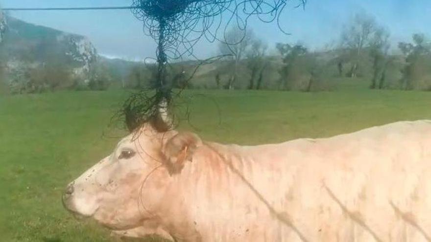 Vaca atrapada en alambre de fibra óptica en el campo.