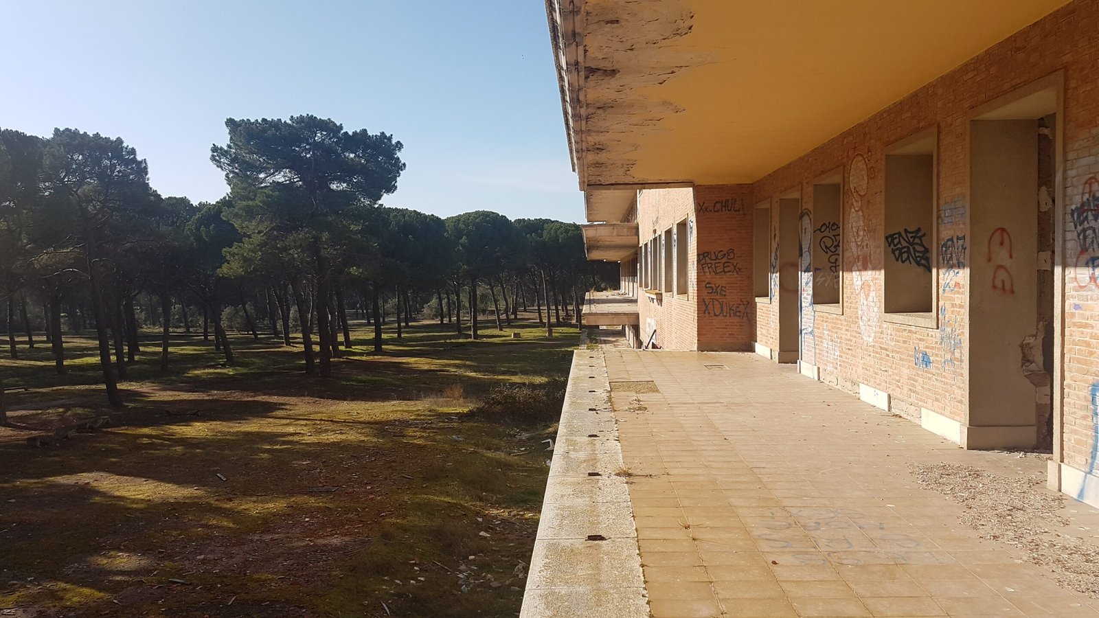 Edificio abandonado graffitis y bosque de pinos