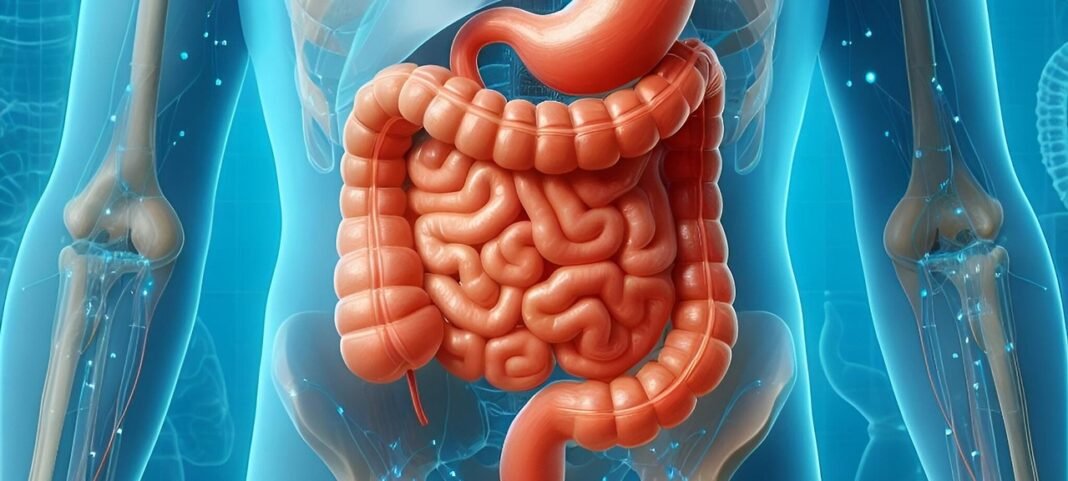 Ilustración del tracto digestivo humano.